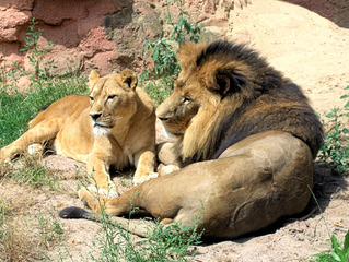 Löwenpaar im Zoo  - Löwe, Panthera leo, Löwin, Paar, Wildtier, Katze, Großkatze, Afrika, Rudel, Mähne, Fell, Fleischfresser, wild, liegen, Ruhe