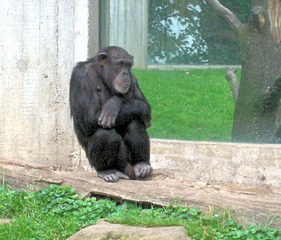 Schimpanse - Schimpanse, Schimpansen, Menschenaffen, Hominidae, Affen, sitzen, müde, Allesfresser, Wildtier, Afrika