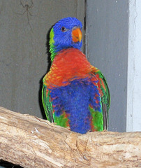 Lori im Zoo  - Lori, Loriinae, Papagei, Papageienvogel, bunt, rot, blau, gelb, grün, Vogel, fliegen, Höhlenbrüter, Wildvogel
