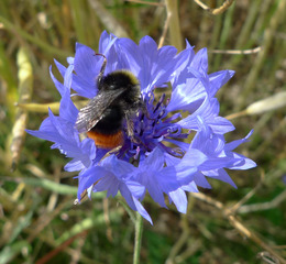 Steinhummel - Steinhummel, Hummel, Insekt, Blüte, Hautflügel, Kornblume