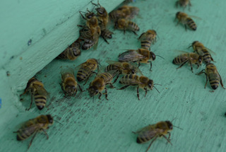Bienenstock #2 - Biene, Bienenstock, Honig, sammeln, bunt, Nisthöhle, Behausung, Volk, Bienenvolk, Honigbiene, Beute, Magazin-Beute, Bienenzucht, Imkerei, Arbeitsbiene