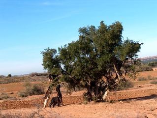 Arganienbaum (Sapotengewächs - Ericales) - Arganie, Ziegenbaum, Marokko, endemisch, Öl, Arganienbaum, Sapotengewächs