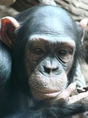 Schimpanse - Schimpanse, Schimpansen, Menschenaffen, Hominidae, Affe, Kopf, traurig, Allesfresser, Wildtier, Afrika, Primat, Vorderansicht