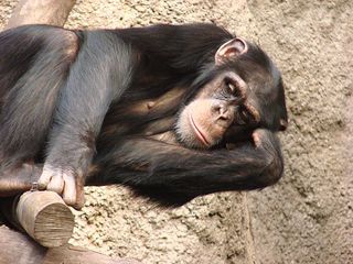 Schimpanse - Schimpanse, Schimpansen, Menschenaffen, Hominidae, Affen, liegen, müde, Allesfresser, Wildtier, Afrika, Primat