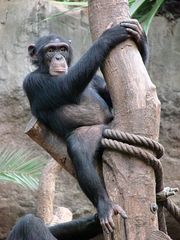 Schimpanse - Schimpanse, Schimpansen, Menschenaffen, Hominidae, Affen, sitzen, klettern, Allesfresser, Wildtier, Afrika, Primat