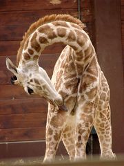 Giraffe - gebogen - Giraffe, Paarhufer, Wiederkäuer, Säugetier, Afrika, Savanne, Fell, Muster, gefleckt, Hals, biegen, gebogen, Tarnung, Netzgiraffe, Struktur, Camouflage, Muster