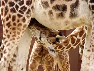 Tankstation - Giraffe, Paarhufer, Wiederkäuer, Säugetier, Afrika, Savanne, Fell, Muster, gefleckt, säugen, trinken, Detail, Tarnung, Jungtier, Kind, Netzgiraffe, Struktur, Camouflage, Muster