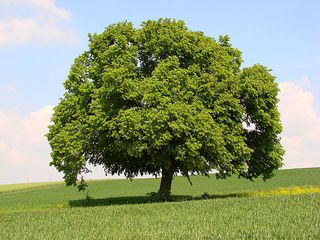 Linde - Linde, Baum, Lindenbaum, Sommerlinde, Laubbaum, Krone, Blätter