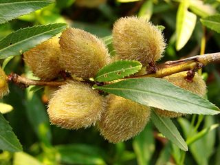 Mandelbaum - Mandel, Prunus dulcis, Rosengewächs, Steinfrucht, Schale, behaart, Kern