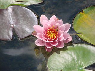 Seerose - Seerose, Wasserpflanze, Teich, Gewässer, Blüte, rosa, pink, Schwimmblätter