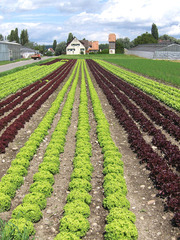 Salatanbau auf der Reichenau - Salat, Salatkopf, Landwirtschaft, Feld, Anbau, Reihe, Reihen, Perspektive, Fluchtpunkt, grün, rot, Eichblattsalat, Nahrungsmittel, Beilage