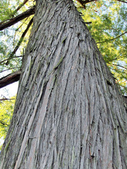 Stamm einer Sumpfzypresse - Sumpfzypresse, Stamm, Baum, Laubbaum, Gehölz, Rinde, Borke, gedreht, Spirale, Natur, Holz, Struktur, Muster