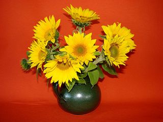 Sonnenblumen  - Sonnenblumen, Strauß, Sommer, gelb, Blüte, blühen, Helianthus, Korbblütler, sunflower, Ölpflanze, Symbol, Vincent van Gogh, Stilleben