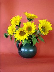 Sonnenblumen - Sonnenblumen, Strauß, Sommer, gelb, Blüte, blühen, Helianthus, Korbblütler, sunflower, Ölpflanze, Symbol, Vincent van Gogh, Stilleben