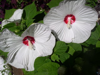 Gartenhibiskus - Blüte, Gartenpflanze, Hibiskus, blühen, weiß, groß