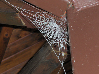 Spinnweb im Raureif - Spinnweb, Spinnennetz, Spinne, Netz, Raureif, Winter, kalt, Balken, Winkel, weiß, Resublimation