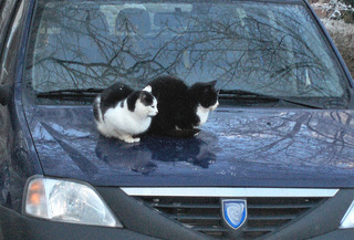 Katzen auf der Motorhaube - Katzen, zwei, schwarz, weiß, sitzen, Auto, Motorhaube, warm, kalt, Schreibanlass, Paar, Pärchen