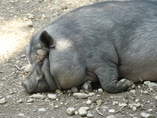 Hängebauchschwein - Schwein, Hängebauchschwein, schlafen, Ruhe, müde