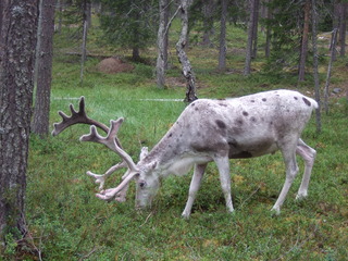 Rentier 1 - Natur, Tier, Finnland, Rentier, poro, Nutztier