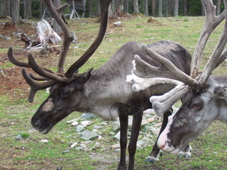 Rentier 3 - Natur, Tier, Finnland, Rentier, poro, Nutztier