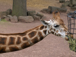 Giraffe im Zoo - Giraffe, Säugetier, Kopf, Hals, lang, Fell, gefleckt, fressen, Korb, Zoo, braun, weiß, Afrika