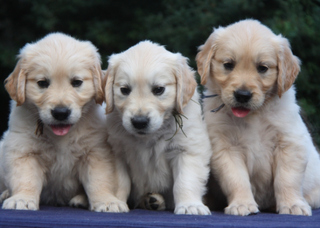Golden Retriever Welpen #13 - Welpe, Hund, Haustier, drei, Jagdhund, Hunderasse, Begleithund