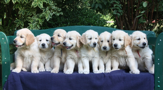 Golden Retriever Welpen #17 - Welpe, Hund, Haustier, Jagdhund, Hunderasse, Begleithund, acht