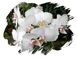 Orchidee - Orchidee, Blüte, Blumengruß, Geburtstagsgruß, Effektbild, Grußkarte, email