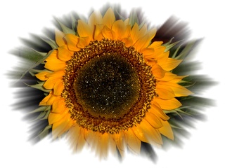 Sonnenblume - Sonnenblume, Blume, Blüte, Geburtstag, email, Effektbild, Grußkarte