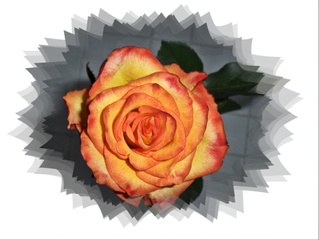Rose - Rose, Sommer, Blume, Blüte, Geburtstag, email, Gruß, Effektbild, Grußkarte
