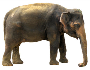 Elefant - Elefant, Säugetier, Rüssel, groß, grau, braun, Elefantenkuh, Indien, asiatisch, schwer, Dickhäuter