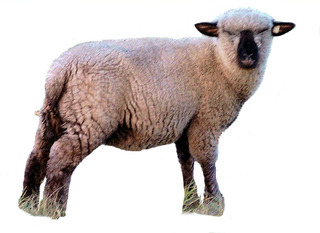 Schaf - Haustier, Wolle, Schaf, Schafe, weich, Nutztier, weiden, Weide, Milch, Fleisch, Paarhufer, Wiederkäuer, Säugetier