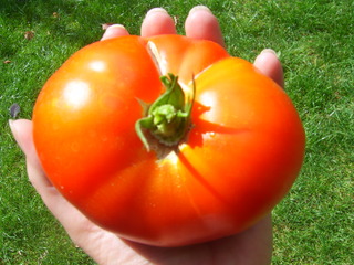 Große Tomate - Tomate, Ernte, rot, groß, reif, Anlaut T
