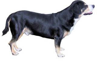 Entlebucher Sennenhund #2 - Entlebucher Sennenhund, Schweizer Sennenhund, Treibhund, Hütehund, Wachhund, Hund, Hunde, Kurzhaar, Haustier, schwarz, weiß, braun, stehen