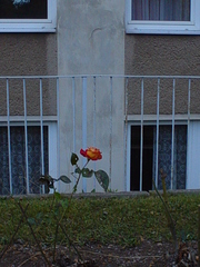 Rose im Herbst - Rose, Haus, Herbst, Blüte, rot