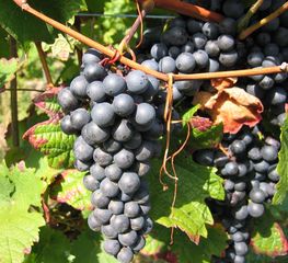Weinrebe blau - Wein, Traube, blau, Wein, Weinlese, Weinreben, Rebe, Landwirtschaft, Weinbau, Trauben, Weintrauben, Herbst