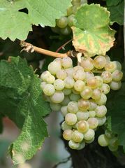 Weinrebe grün - Wein, Traube, grün, Wein, Weinlese, Weinrebe, Rebe, Landwirtschaft, Weinbau, Trauben, Weintrauben, Herbst