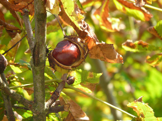 Kastanie - Kastanie, Baum, Kastanienbaum, Herbst