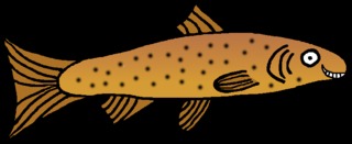 Forelle #4 - Forelle, Forellenfisch, Speisefisch, Fisch, Anlaut F, Flosse