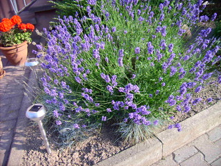 Lavendel - Lavendel, Blume, Duftblume, Lippenblütler, Heilpflanze, Duftpflanze, Duft