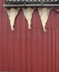 Klippfisch an einem norwegischen Haus - Klippfisch, Norwegen, Konservierung, Pökeln, Lebensmittel, Haltbarmachung, salzen, trocknen, Trocknung, Entwässern, Trockenfisch