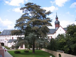 Kirche Kloster Eberbach #2 - romanisch, Kloster, Kirche, Zeder