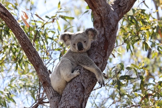 Koala - Koala, Beuteltier, Australien, Symboltier, gefährdete Art