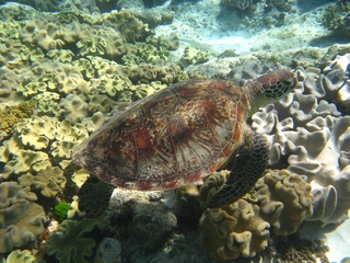 Green Turtle, Grüne Meeresschildkröte - Australien, Barrier Reef, Meeresschildkröte, Schildkröte