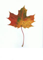 Ahornblatt #2 - Ahorn, Spitzahorn, Herbst, Laub, Laubblatt, Blatt, Laubfärbung, rot, gelb, grün