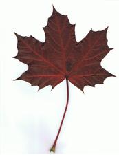 Ahornblatt #4 - Ahorn, Spitzahorn, Herbstlaub, Laubblatt, Blatt, Laubfärbung, rot, dunkelrot