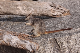 Rock Wallaby, Australien - Rock Wallaby, Felsenkänguru, Känguru, Australien, Beuteltier