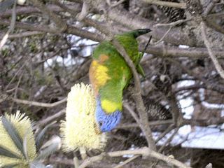 Rainbow Lorikeet bei der Nahrungsaufnahme: Nektar und Blütenstaub - papgeienartige Vögel, Australien, Blütennahrung, Nahrungsaufnahme