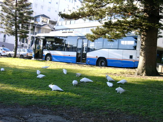 Gelbhaubenkakadus vor Bushaltestelle am Hafen von Manly (Sydney) - Vögel, Australien, Kakadu, Gelbhaubenkakadus