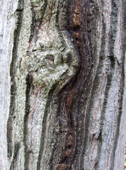 Rinde eines Walnussbaumes #2 - Walnuss, Walnussbaum, Stamm, Borke, Rinde, Struktur, Muster, Holz, Laubbaum, Natur, Gehölz